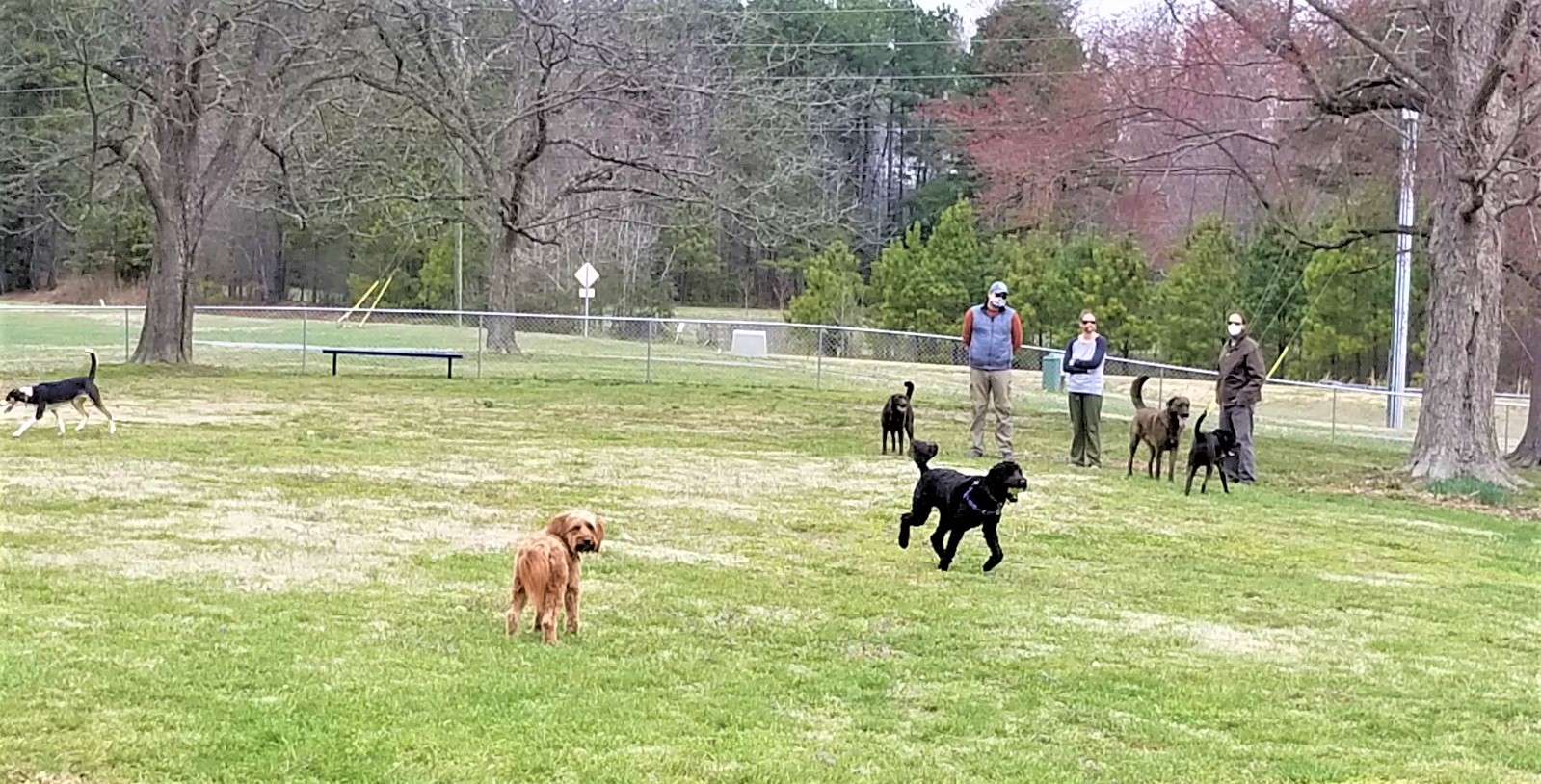 Dog Park 3