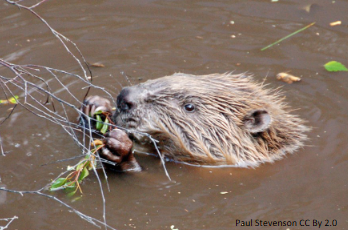 Beaver