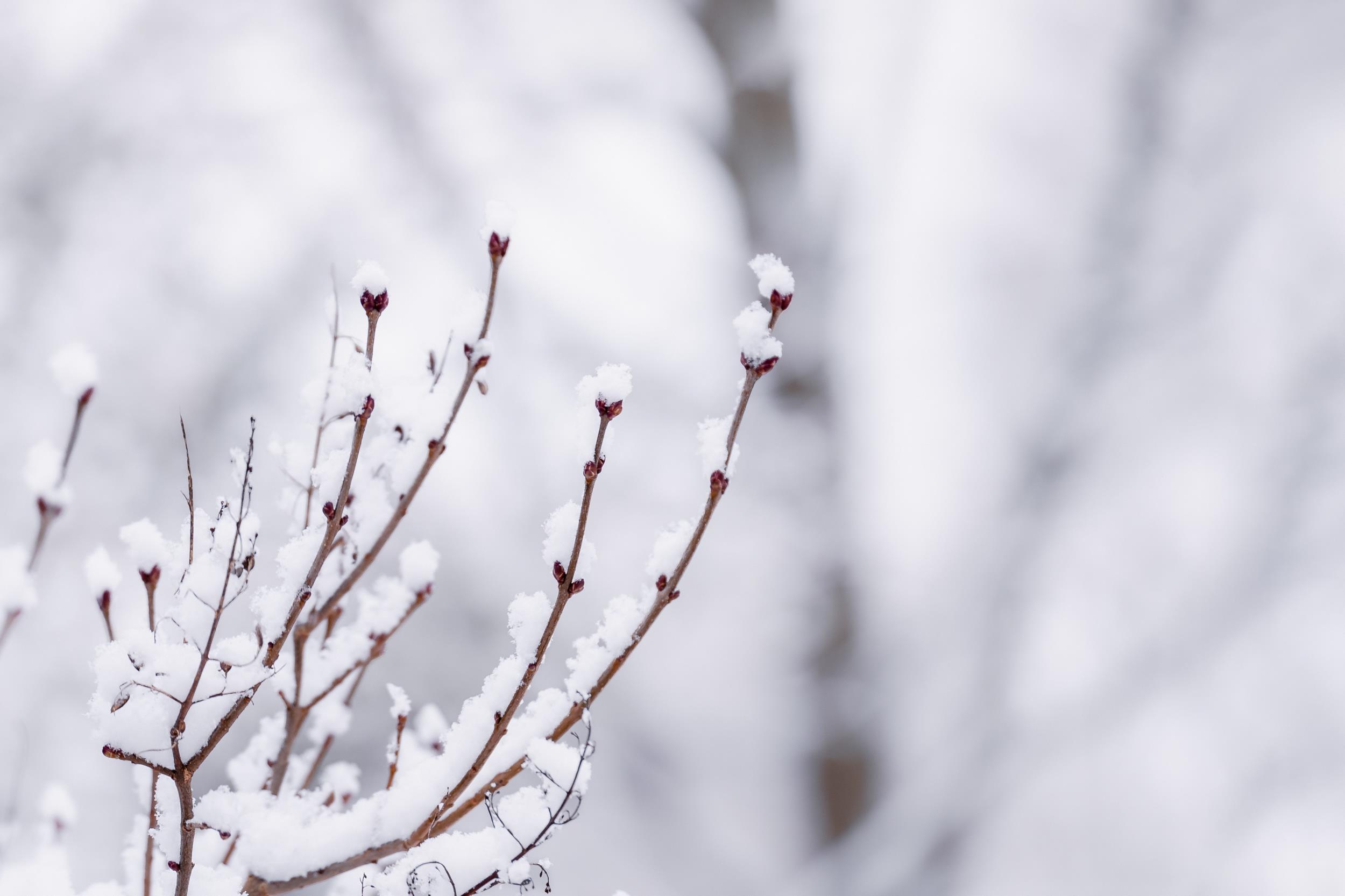 Branch with ice accumulated