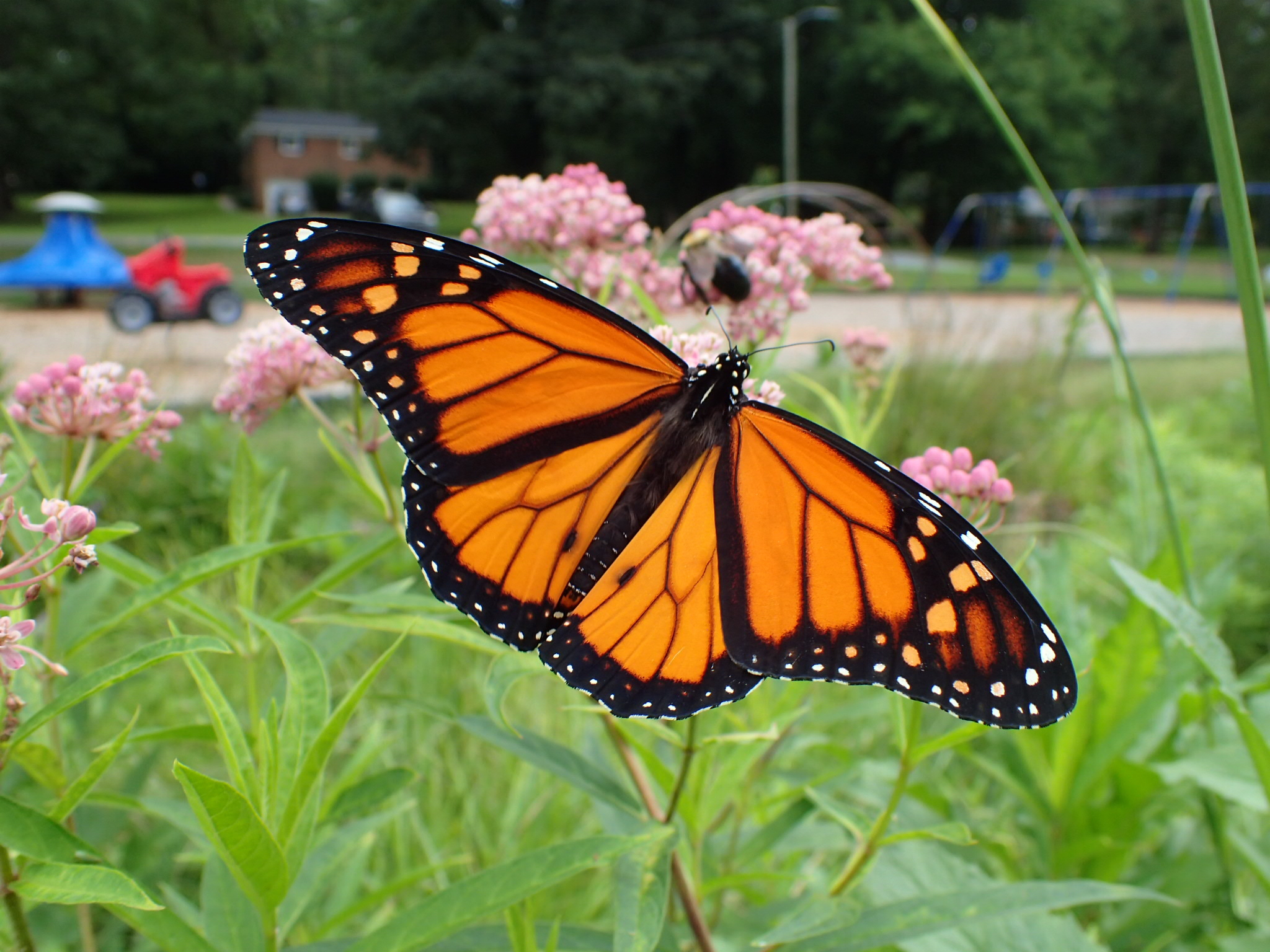 Butterfly and Flowers