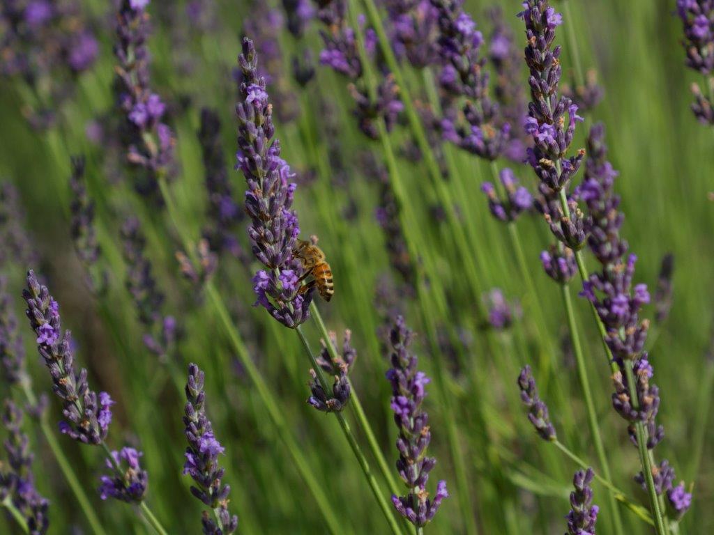 IMG_6853 honey bee lavender