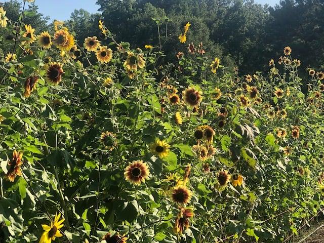 Sunflowers-Christmas Tree Farm