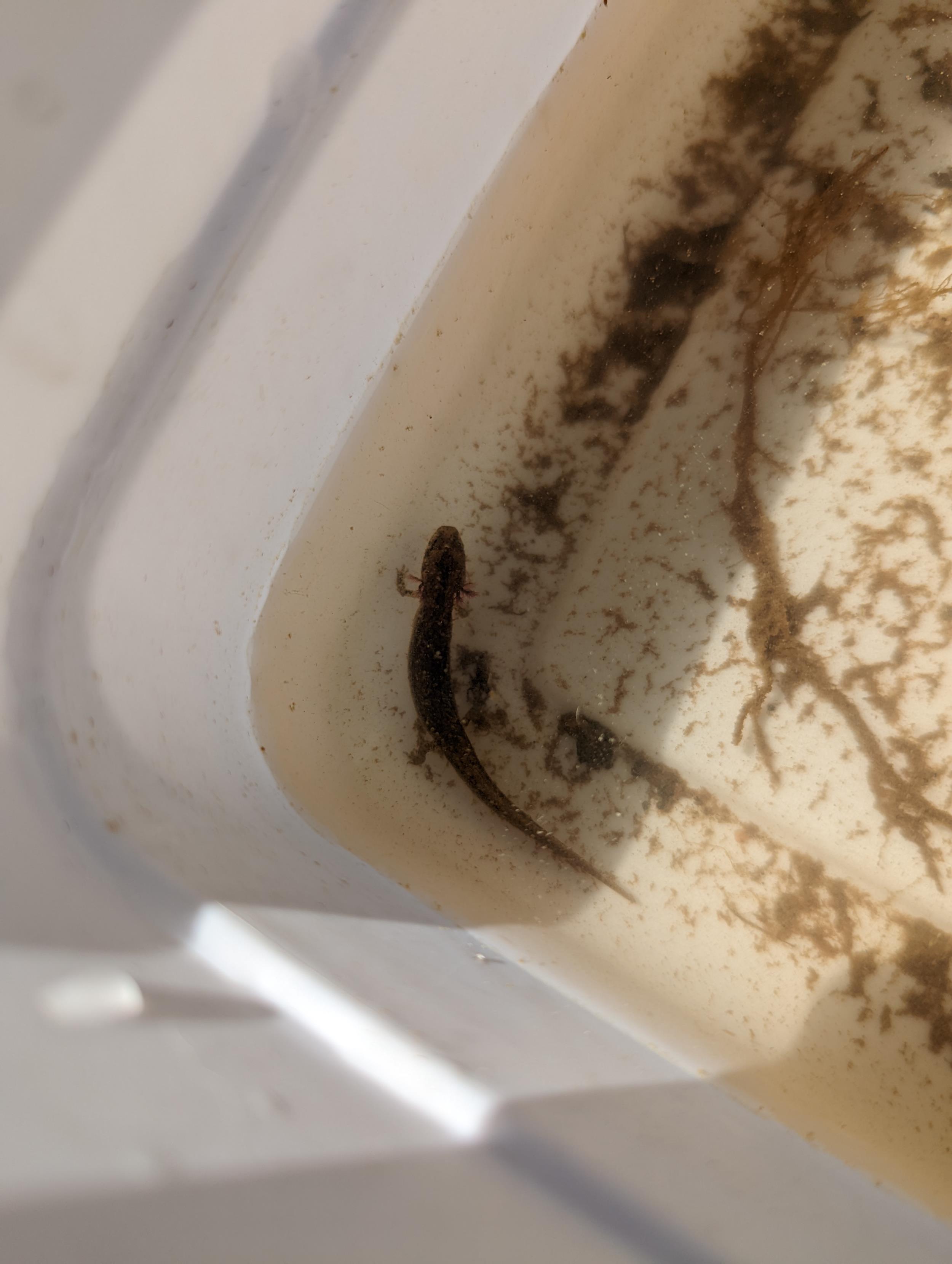 Salamander found while searching for macroinvertebrates.