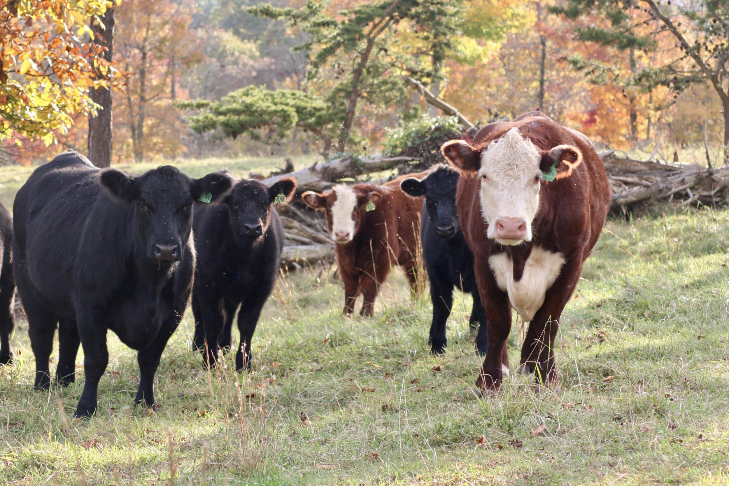 Black and brown cows in fall season