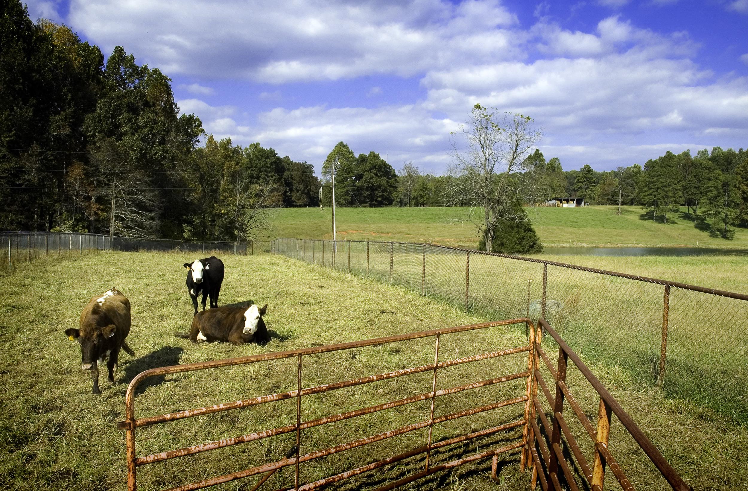 Cows on a farm in Chatham County