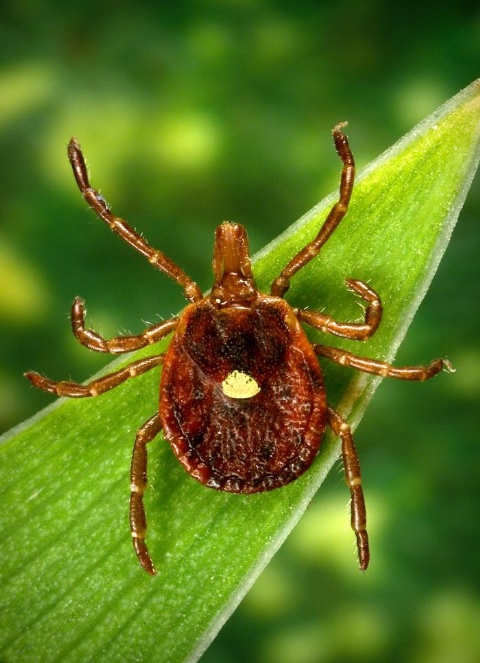 Tick Picture