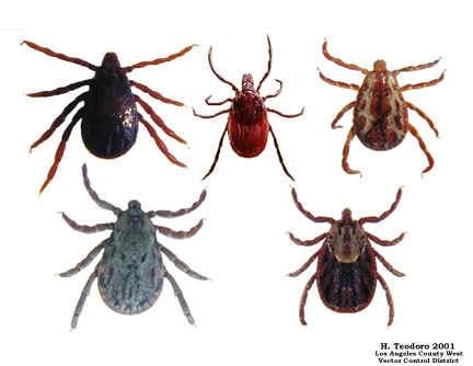 Ticks 2