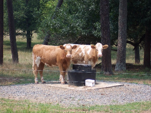 Cows drink from a watering system.