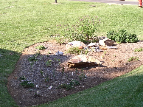 Backyard Rain Garden