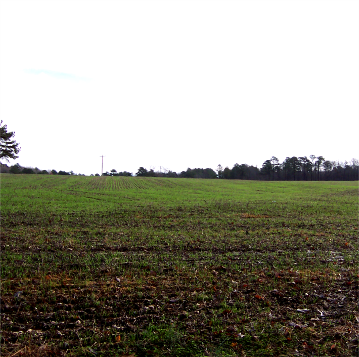 Cover Crop